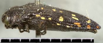 Media type: image;   Entomology 8027 Aspect: habitus lateral view